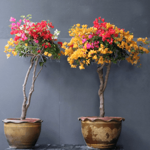 two multi coloured bougainvillea in pots