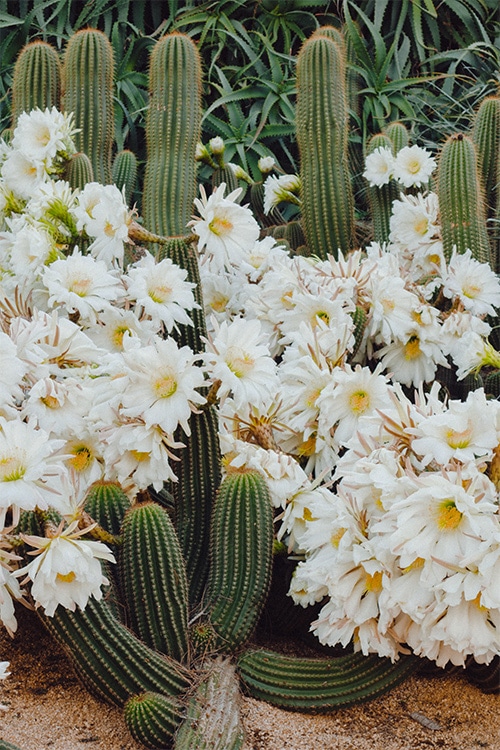 Cactus flowering