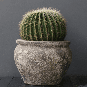 Cacti in rustic pot