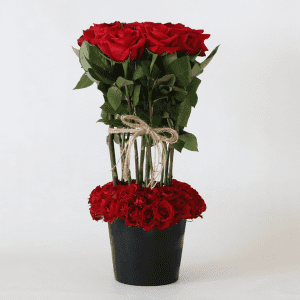 red roses surrounded by spray red roses in a black ceramic pot with a rope tie