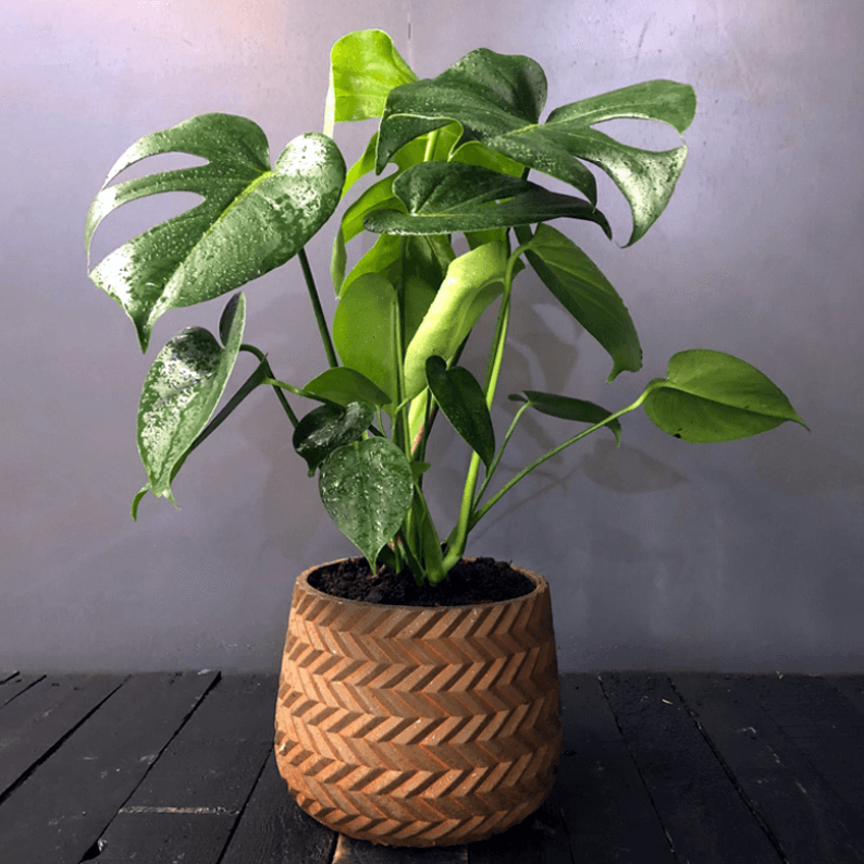 monstera plant in a brown pot