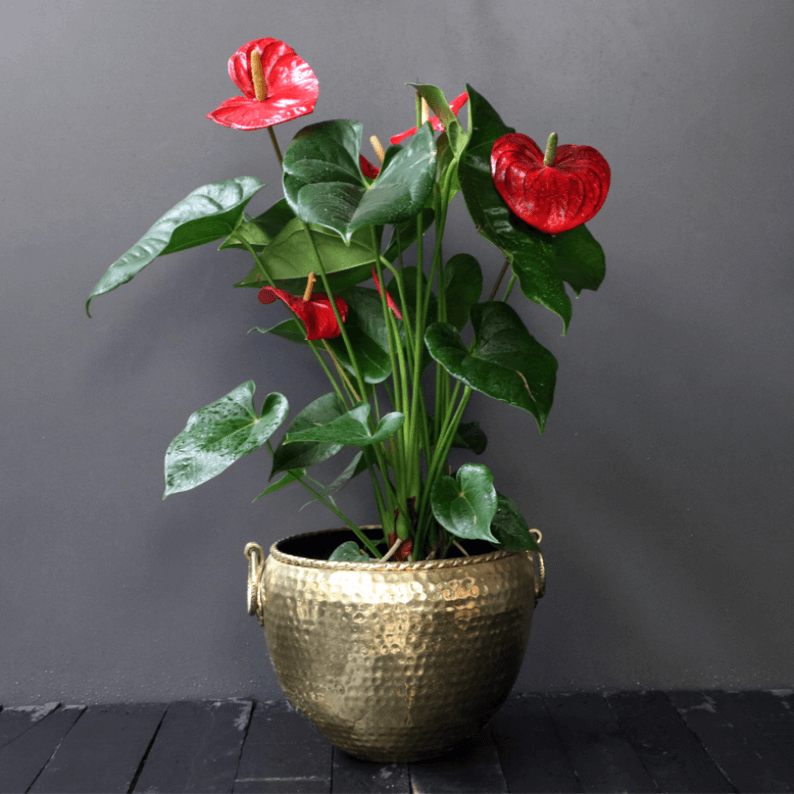 red anthurium in a gold pot