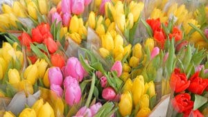 Colourful tulips in a flower shop