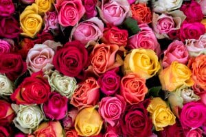 Roses in a large colourful bouquet