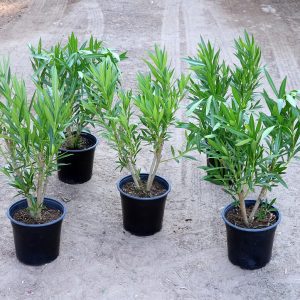 Oleander plants