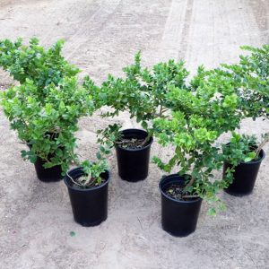 five carissa plants