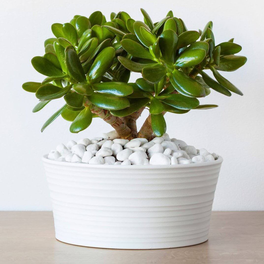 Succulent: Jade Plant
