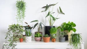 mixed house plants