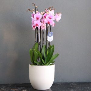 pink phalaenopsis in a white pot