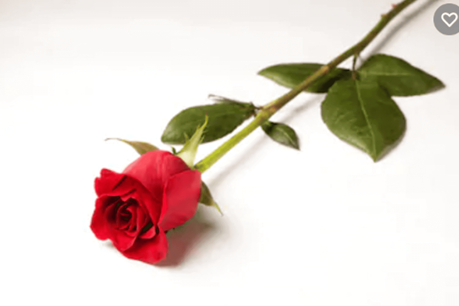 Single red rose for valentines day
