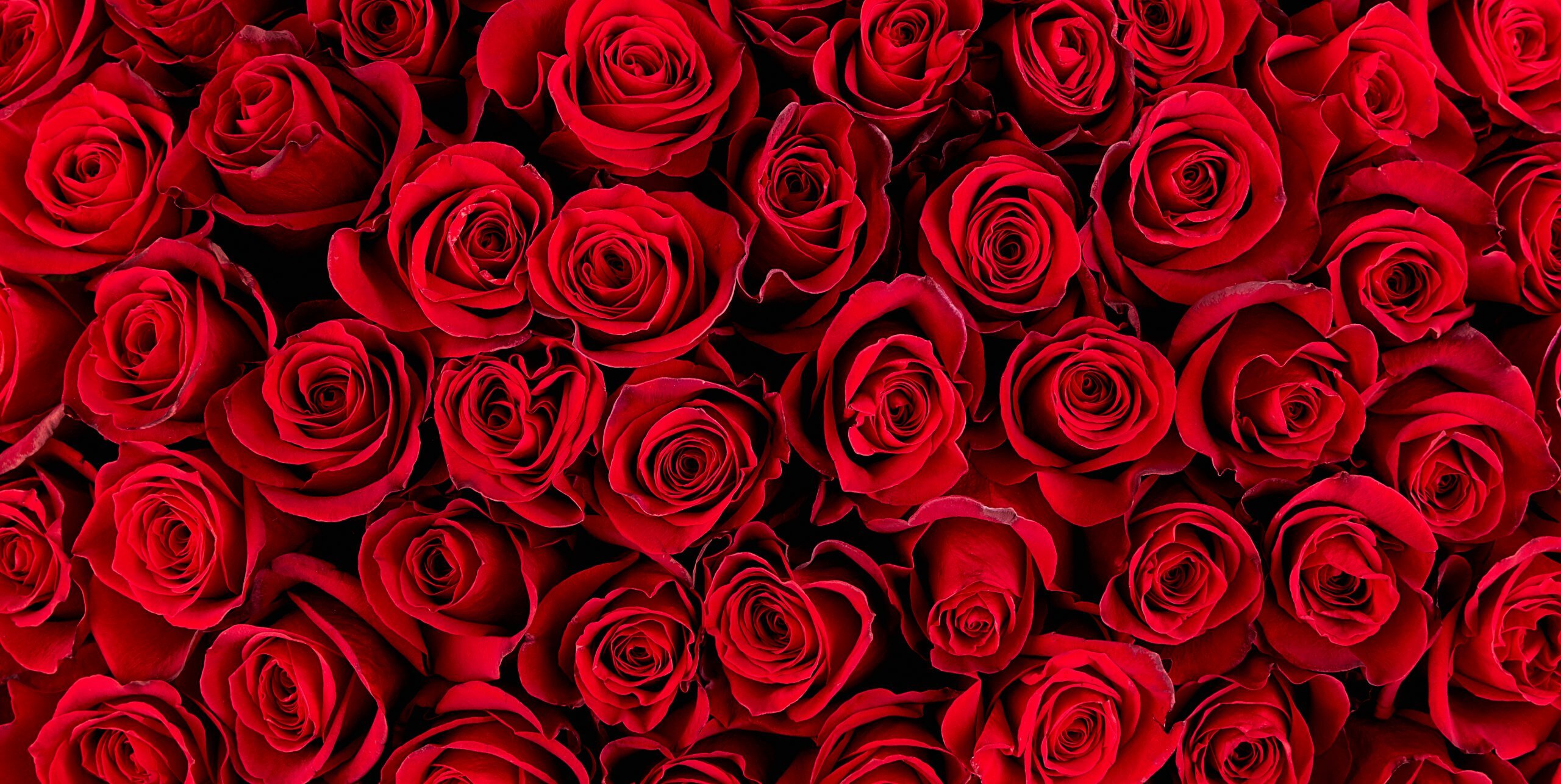 Valentines red roses