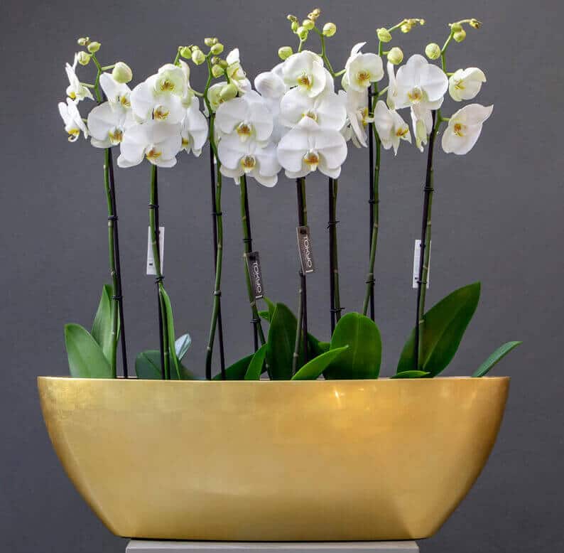 White phalaenopsis plants in an oval pot