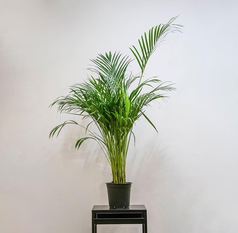 Areca Palm plant Without Pot