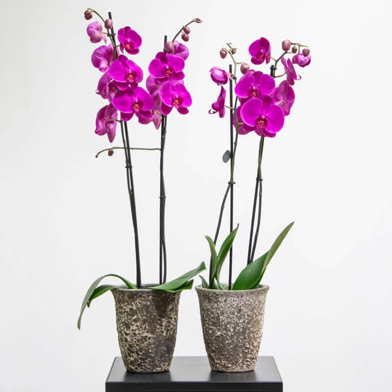 Purple phalaenopsis in a pot