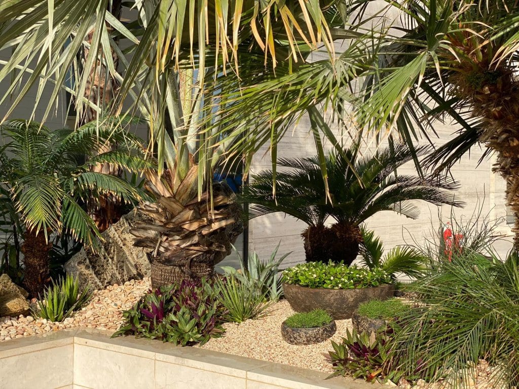 Palms, cacti and grasses