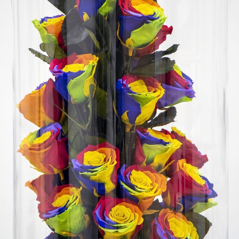 Multi-coloured Rose Amor design