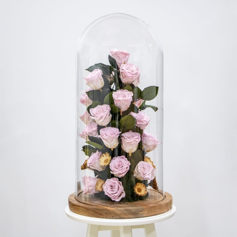 Light pink preserved roses