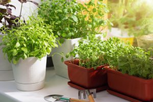 Edible plants and flowers