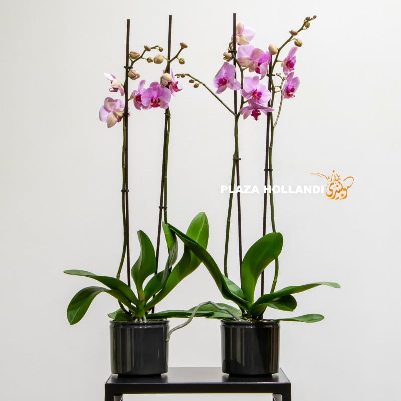Pink orchids in black grey pots
