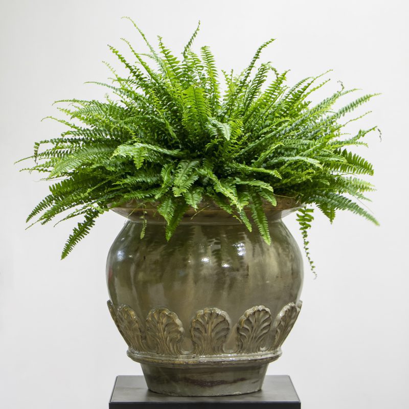 boston fern plant in a pot