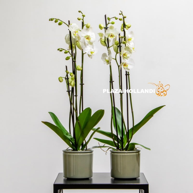 White orchids in a green pot
