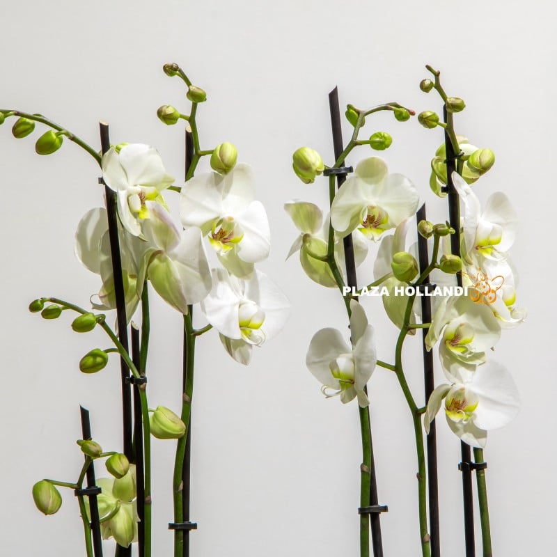 close up of white orchids