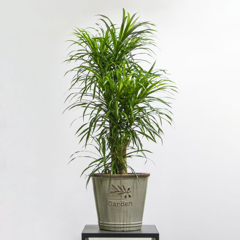 Dracaena Riky plant in a pot