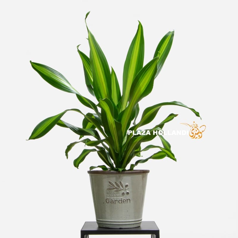Variegated Dracaena plant