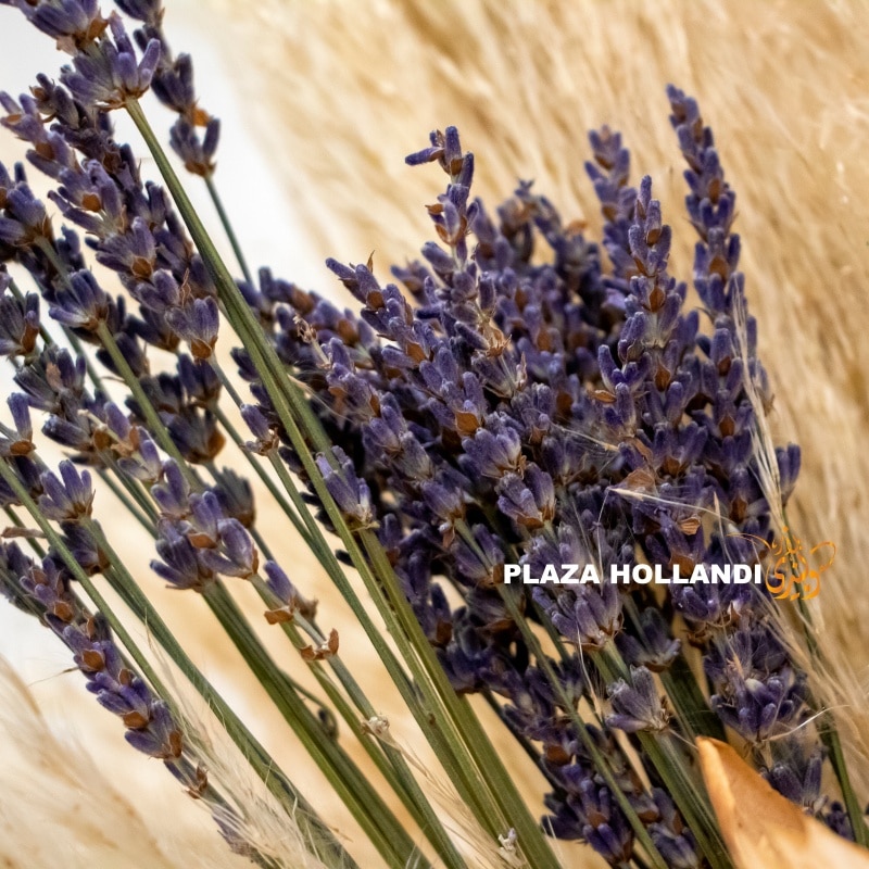 close up of lavender