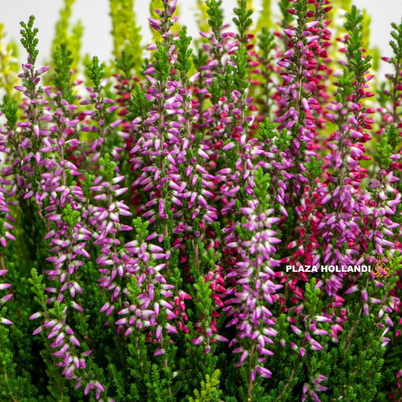 Purple heather plant