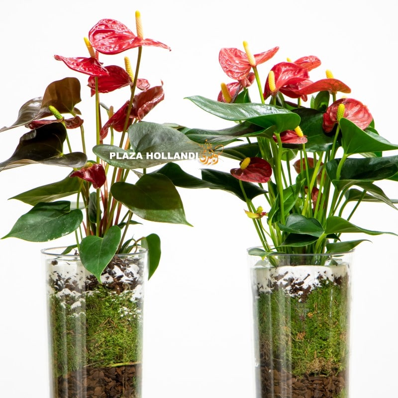 Anthurium plants