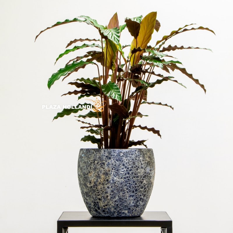 calathea air purifying indoor plant