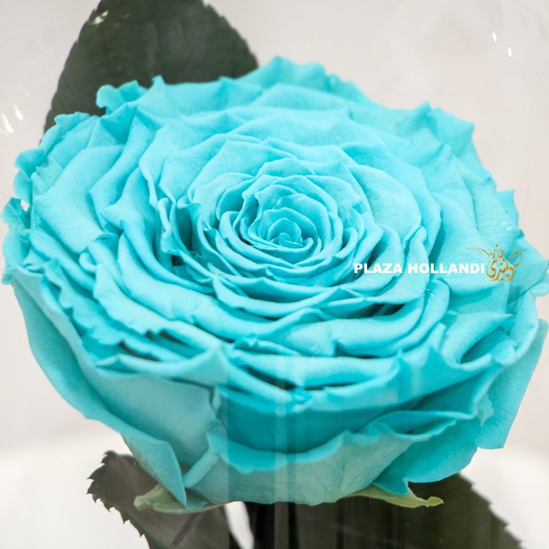 blue preserved rose