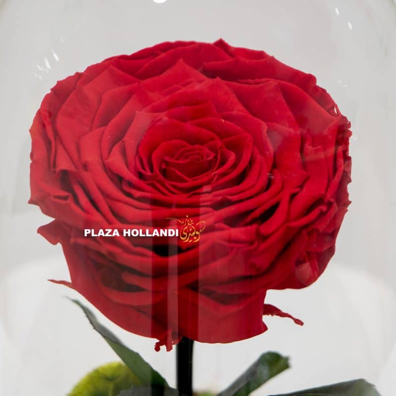 Red preserved rose