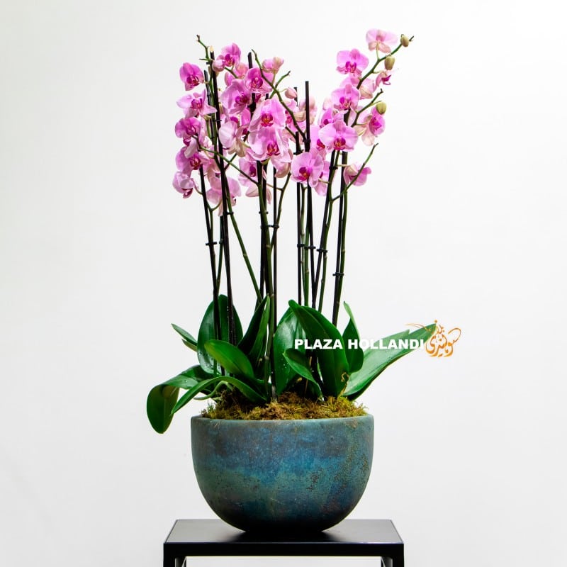 pink orchid in a blue planter