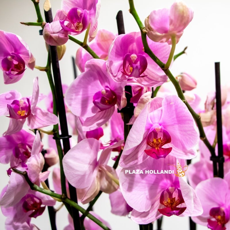 pink orchid closeup