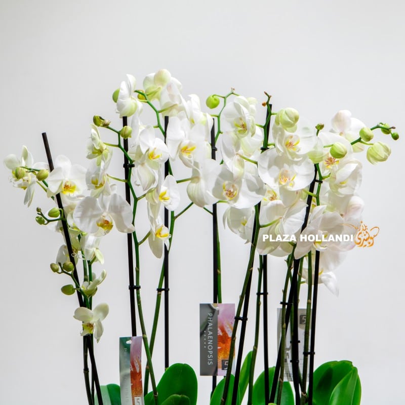 white orchids close up