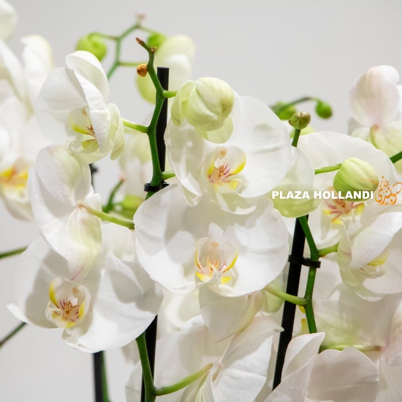 White phalaenopsis orchids