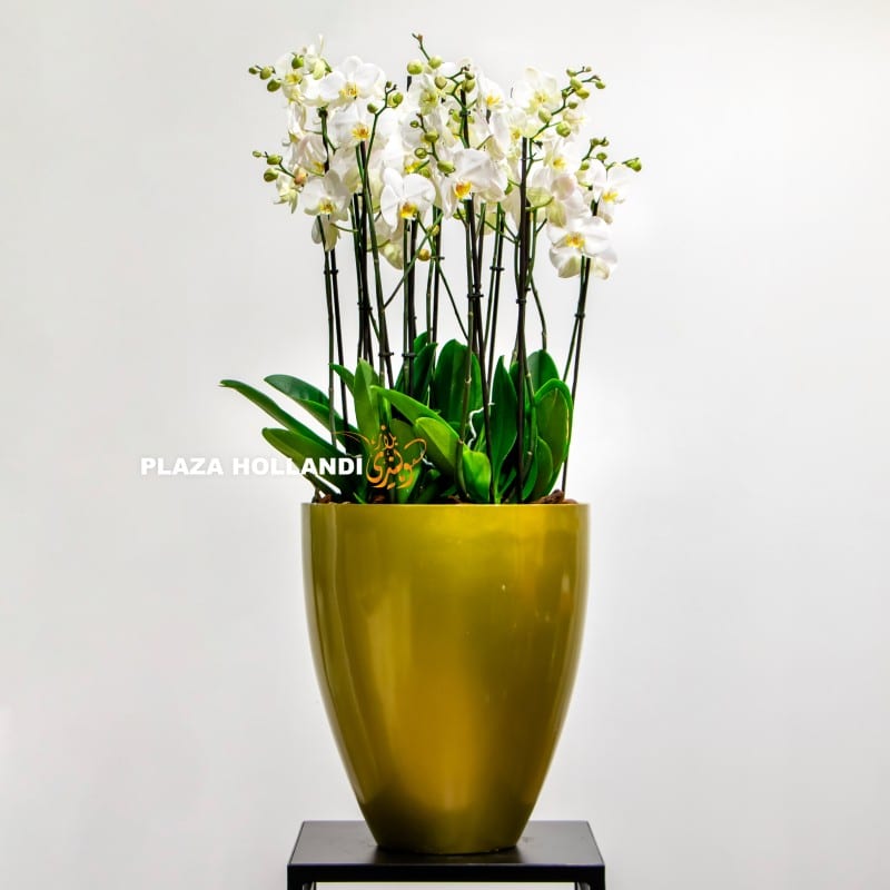 white orchid in a golden vase