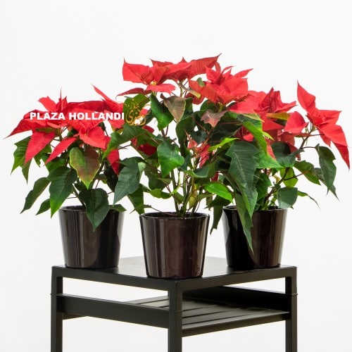 three poinsettia plants in black pots