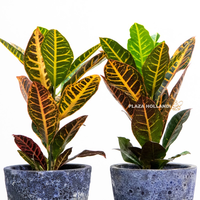 Close up of two croton plants