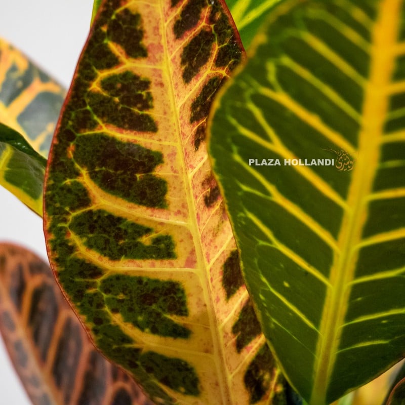 Close up of croton plant