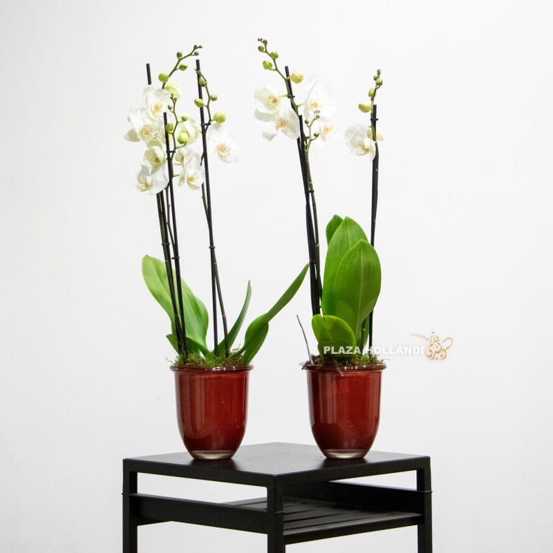 White orchids with red pots