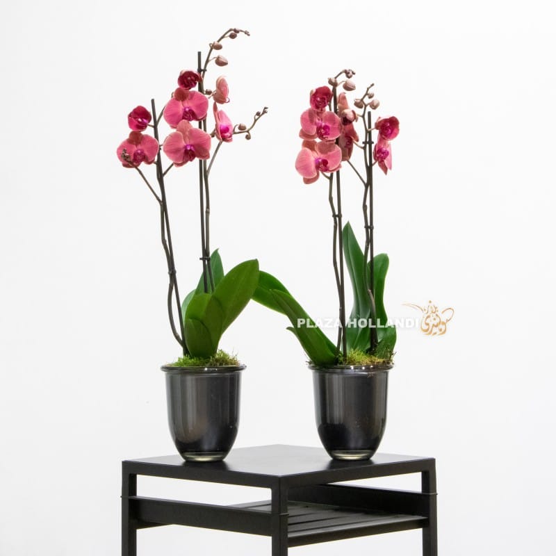 Safari sunset orchids in black pots