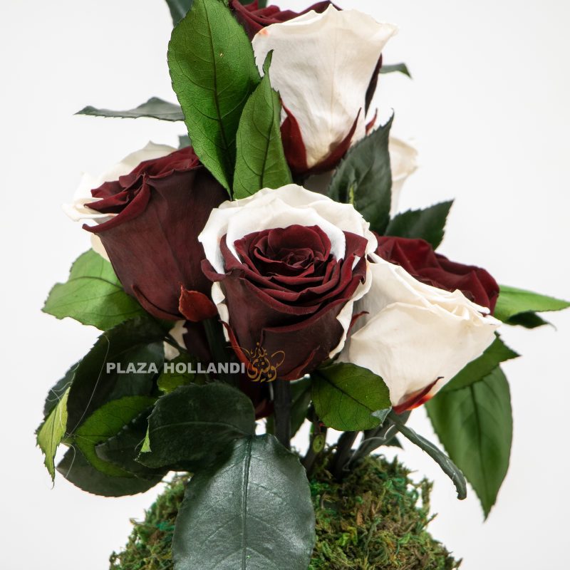 maroon and white preserved rose close up