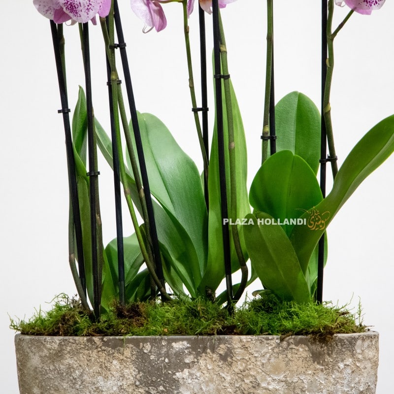 Close up of pot and orchid plants