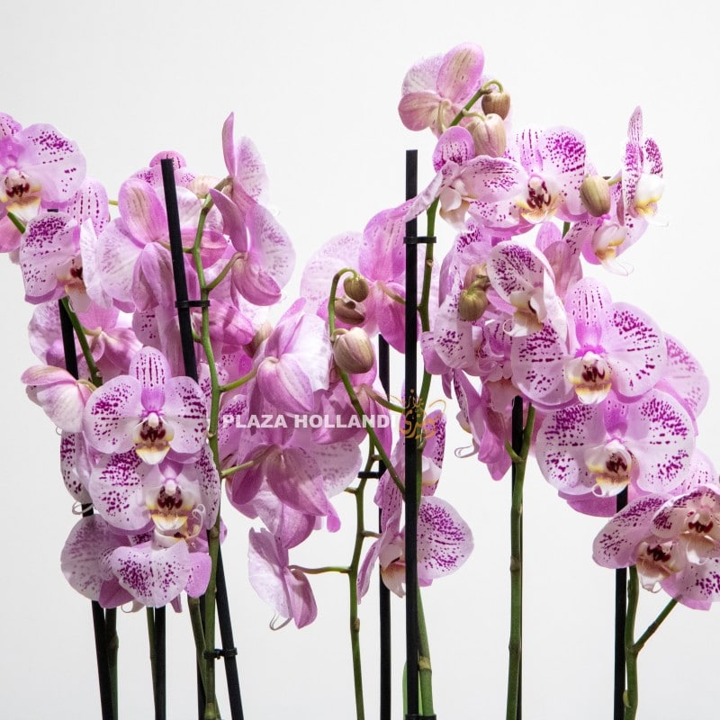 close up of orchid plants