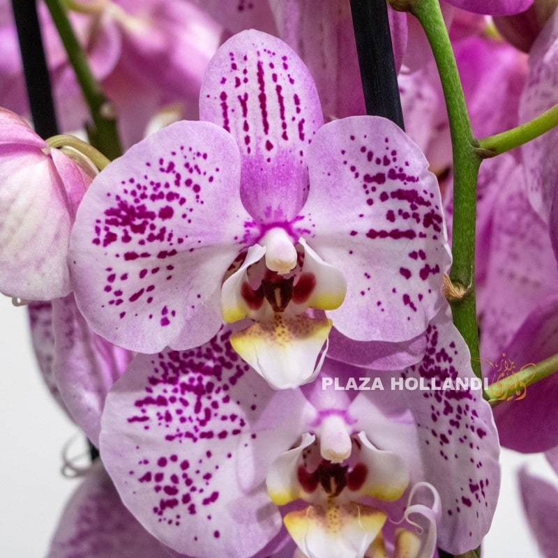 Close up of pink purple orchids