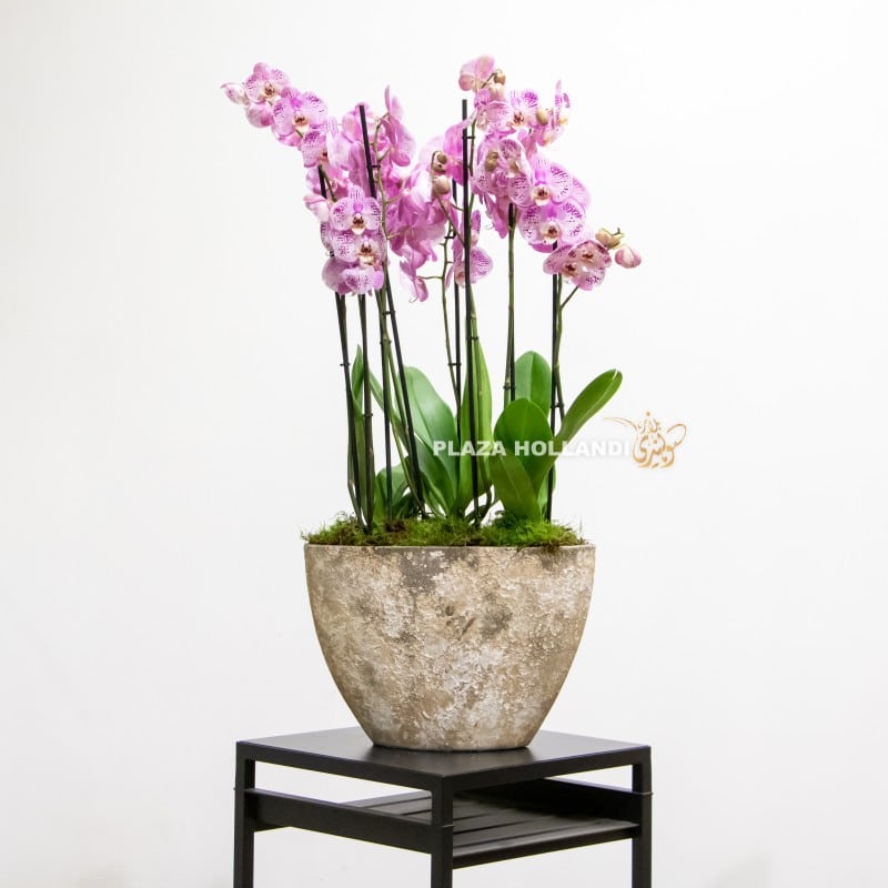 Pink orchids in an oval pot