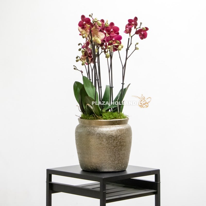 Phalaenopsis orchid plants in a glod silverpot